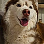 animal, blue_eyes, canine, close_up, companion, cute, dog, domestic, fluffy, friendly, fur, happy, household, indoor, mammal, pet, portrait, siberian_husky, smiling, tongue_out
