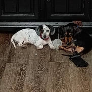 Willow And Oscar is registered to the contest to win money with this photo: dog, dachshund, puppy, floor, wooden_floor, black_door, collar, pink_collar, lying_down, pet, indoor, domestic_animal, two_animals, small_dog, sleeping, curled_up, sock, brown, white, black