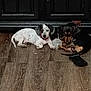 dog, dachshund, puppy, floor, wooden_floor, black_door, collar, pink_collar, lying_down, pet, indoor, domestic_animal, two_animals, small_dog, sleeping, curled_up, sock, brown, white, black