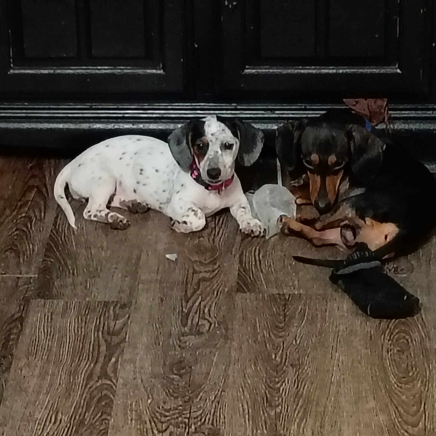 Willow And Oscar is registered to the contest to win money with this photo: black, black_door, brown, collar, curled_up, dachshund, dog, domestic_animal, floor, indoor, lying_down, pet, pink_collar, puppy, sleeping, small_dog, sock, two_animals, white, wooden_floor