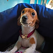 Phoebe joined the competition — help win amazing prizes! animal, blanket, brown, canine, collar, comfort, cozy, cute, dog, ears, eyes, face, fur, home, indoor, pet, portrait, resting, snout, white
