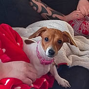 Phoebe joined the competition — help win amazing prizes! dog, small_dog, pink_collar, blanket, red_blanket, tattoo, tattooed_arm, person, plaid_pants, heart_pattern, indoor, couch, cozy, pet, animal, curious, sitting, close_up, casual, relaxed