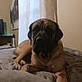 dog, canine, pet, indoor, bed, blanket, curtain, resting, large_dog, brown_dog, furniture, wall_art, relaxed, sleepy, house, room, cozy, portrait, animal, domestic