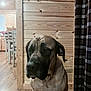 dog, indoor, wooden_wall, flooring, curtain, dining_chair, kitchen, pet, large_dog, calm, seated, house, furniture, room, domestic, animal, quiet, brown, plaid, relaxed