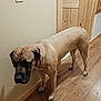 dog, indoor, wooden_floor, beige_wall, wooden_door, large_dog, canine, pet, animal, flooring, light_brown, dark_face, quiet, standing, domestic, house, companion, calm, looking_down, ears