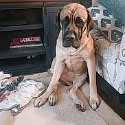 Kita joined the competition — help win amazing prizes! dog, pet, indoor, rug, blanket, sofa, furniture, floor, brown_dog, large_dog, canine, living_room, home, resting, seated, animal, ears, paw, cute, companion