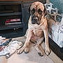 dog, pet, indoor, rug, blanket, sofa, furniture, floor, brown_dog, large_dog, canine, living_room, home, resting, seated, animal, ears, paw, cute, companion