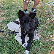 Lisa participe au concours pour gagner de l'argent avec cette photo : black_dog, casual, crutches, daylight, dog, grass, leash, metal_chair, nature, outdoor, person, pet, relaxed, sandals, shorts, sitting, summer, towel, white_paws, yard