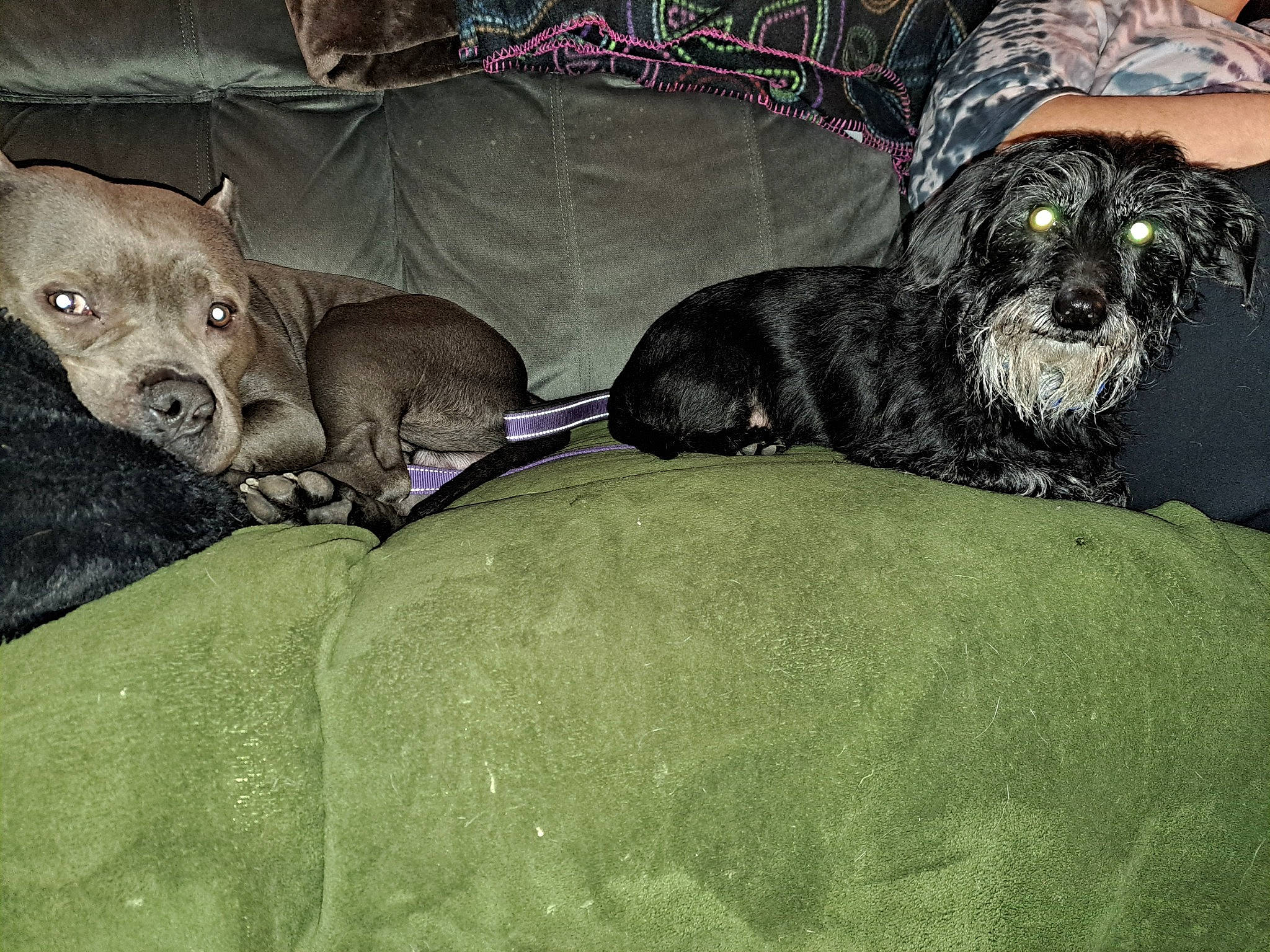 Mac is registered to the contest to win money with this photo: canidae, carnivore, comfort, companion_dog, couch, dog, dog_breed, dog_supply, fur, grey, guard_dog, liver, non_sporting_group, puppy, snout, sporting_group, terrestrial_animal, toy_dog, whiskers, working_animal