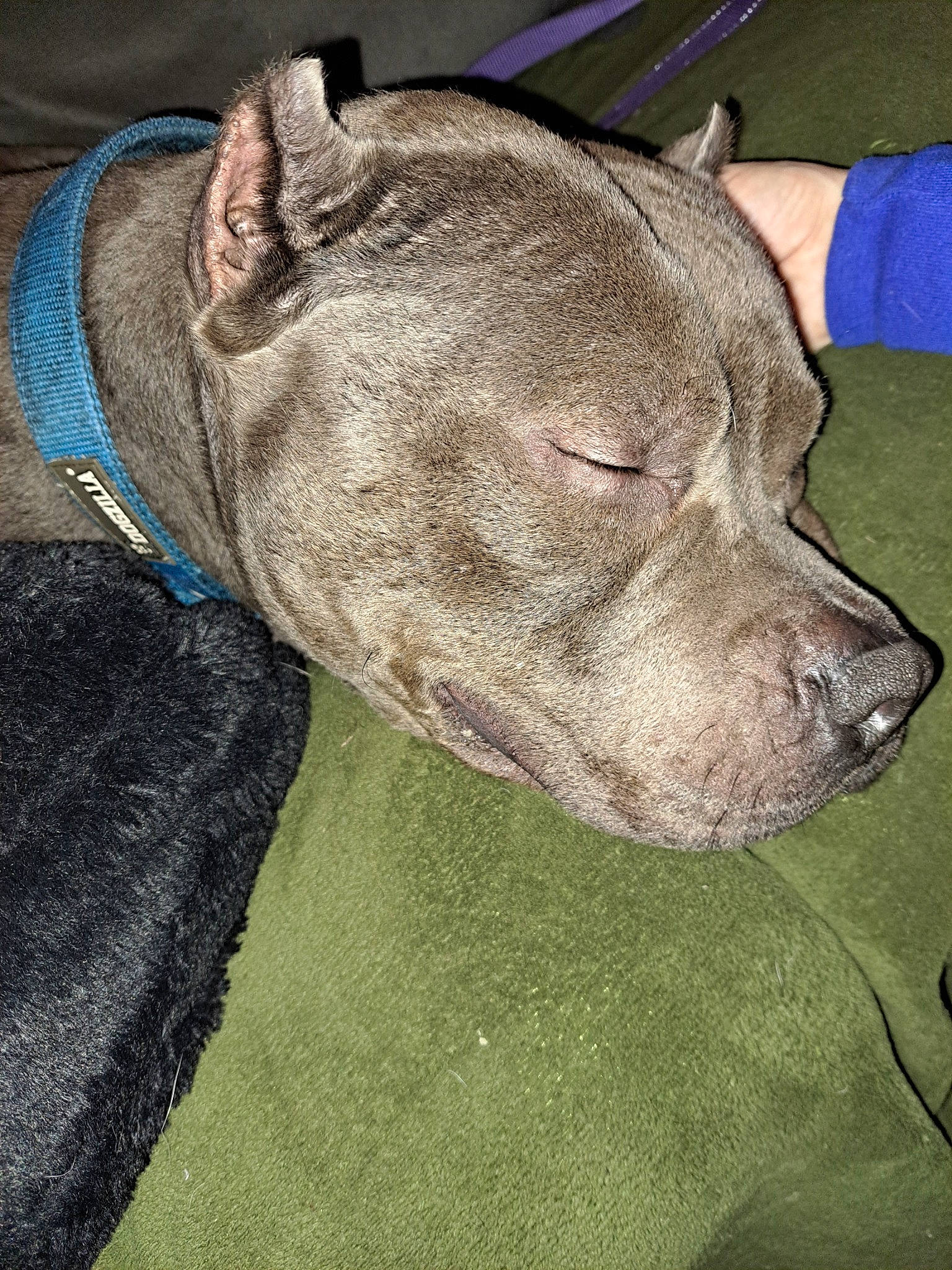 Mac joined the competition — help win amazing prizes! canidae, carnivore, collar, companion_dog, dog, dog_breed, dog_collar, ear, fawn, fur, grass, liver, molosser, snout, sporting_group, terrestrial_animal, whiskers, working_animal, working_dog, wrinkle