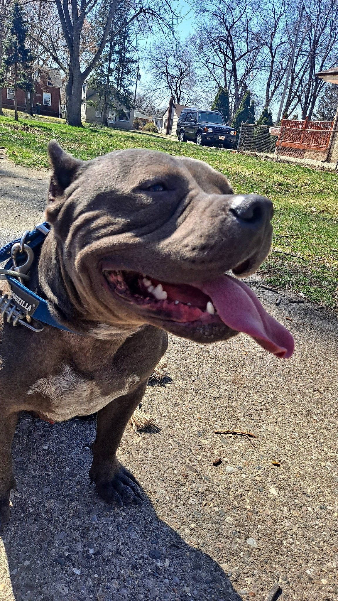 Mac joined the competition — help win amazing prizes! bulldog, canidae, carnivore, collar, companion_dog, dog, dog_breed, dog_collar, fawn, grass, molosser, plant, sky, snout, terrestrial_animal, tree, whiskers, working_animal, working_dog, wrinkle