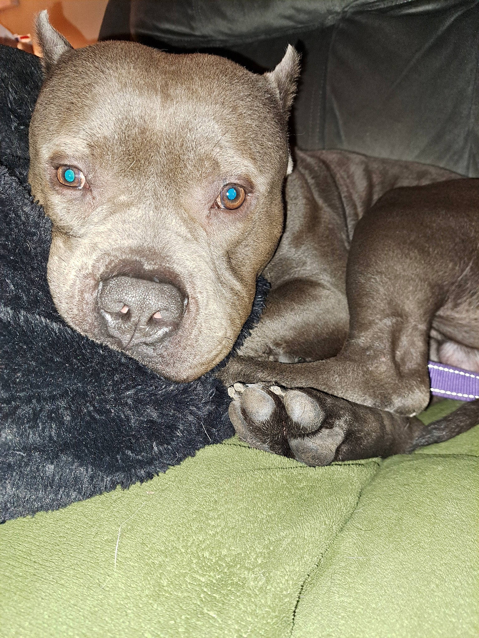 Mac is registered to the contest to win money with this photo: canidae, carnivore, comfort, companion_dog, dog, dog_breed, fawn, grey, liver, non_sporting_group, snout, sporting_group, suidae, terrestrial_animal, whiskers, working_animal, wrinkle