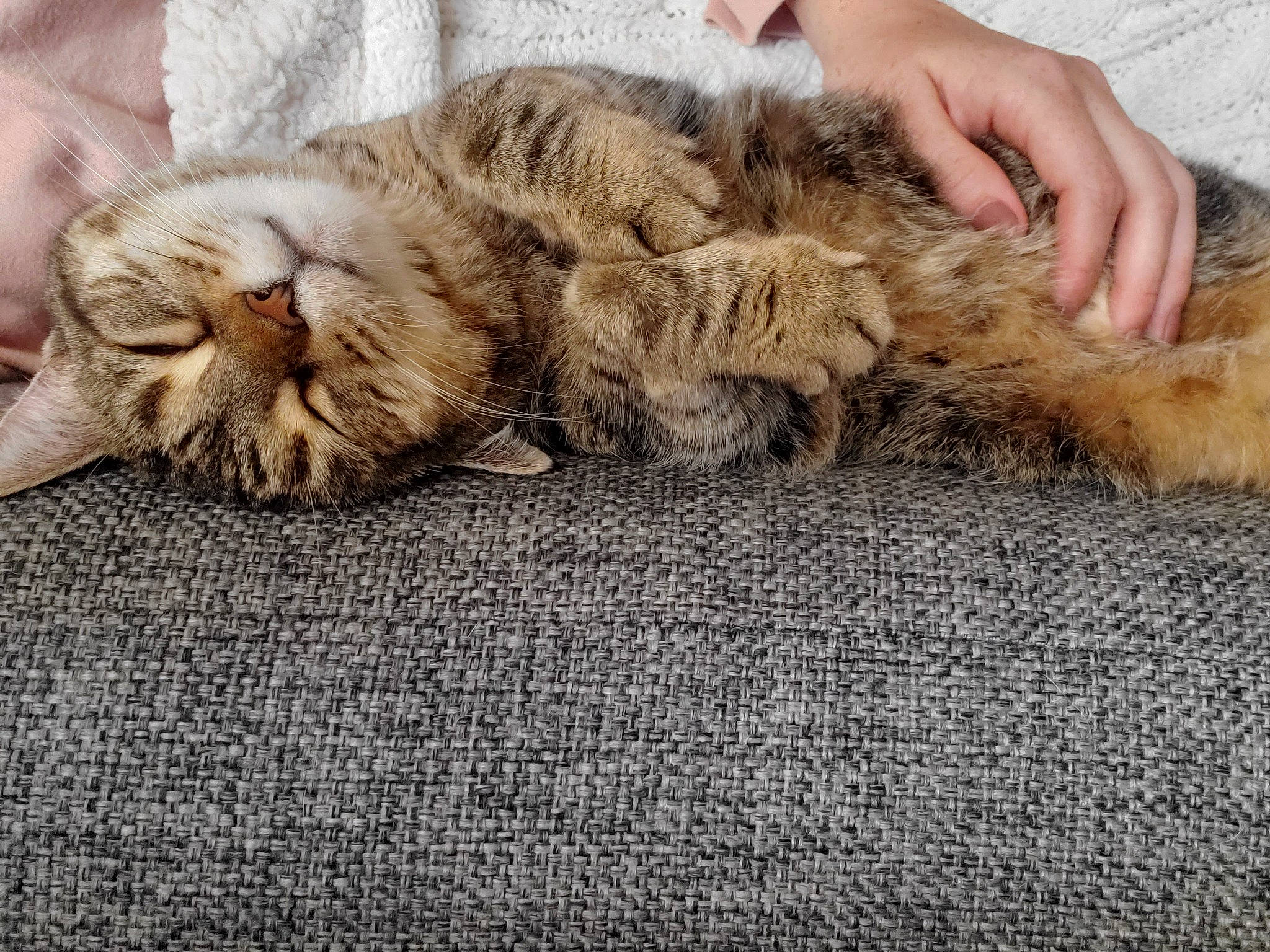 Elliott joined the competition — help win amazing prizes! british_semi_longhair, carnivore, cat, claw, domestic_long_haired_cat, dragon_li, ear, european_shorthair, felidae, fur, kitten, nap, norwegian_forest_cat, paw, pixie_bob, polydactyl_cat, sleep, small_to_medium_sized_cats, tabby_cat, whiskers