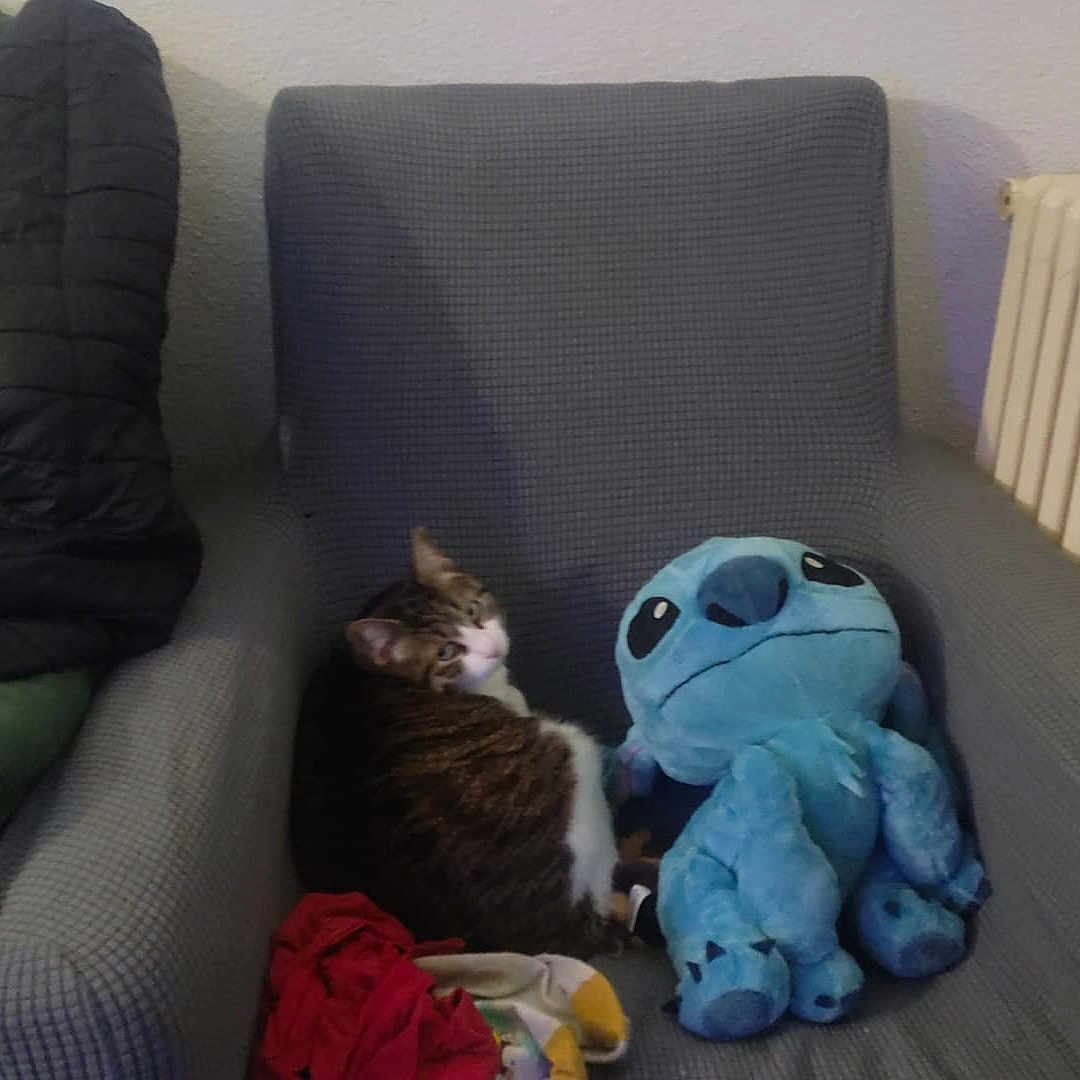 Naya a rejoint le concours — aidez-le/la à gagner de superbes lots ! armchair, blue, cat, cozy, domestic, fabric, furniture, gray, green, indoor, jacket, living_room, pet, plush_toy, radiator, relaxing, seated, stuffed_animal, tabby_cat, wall