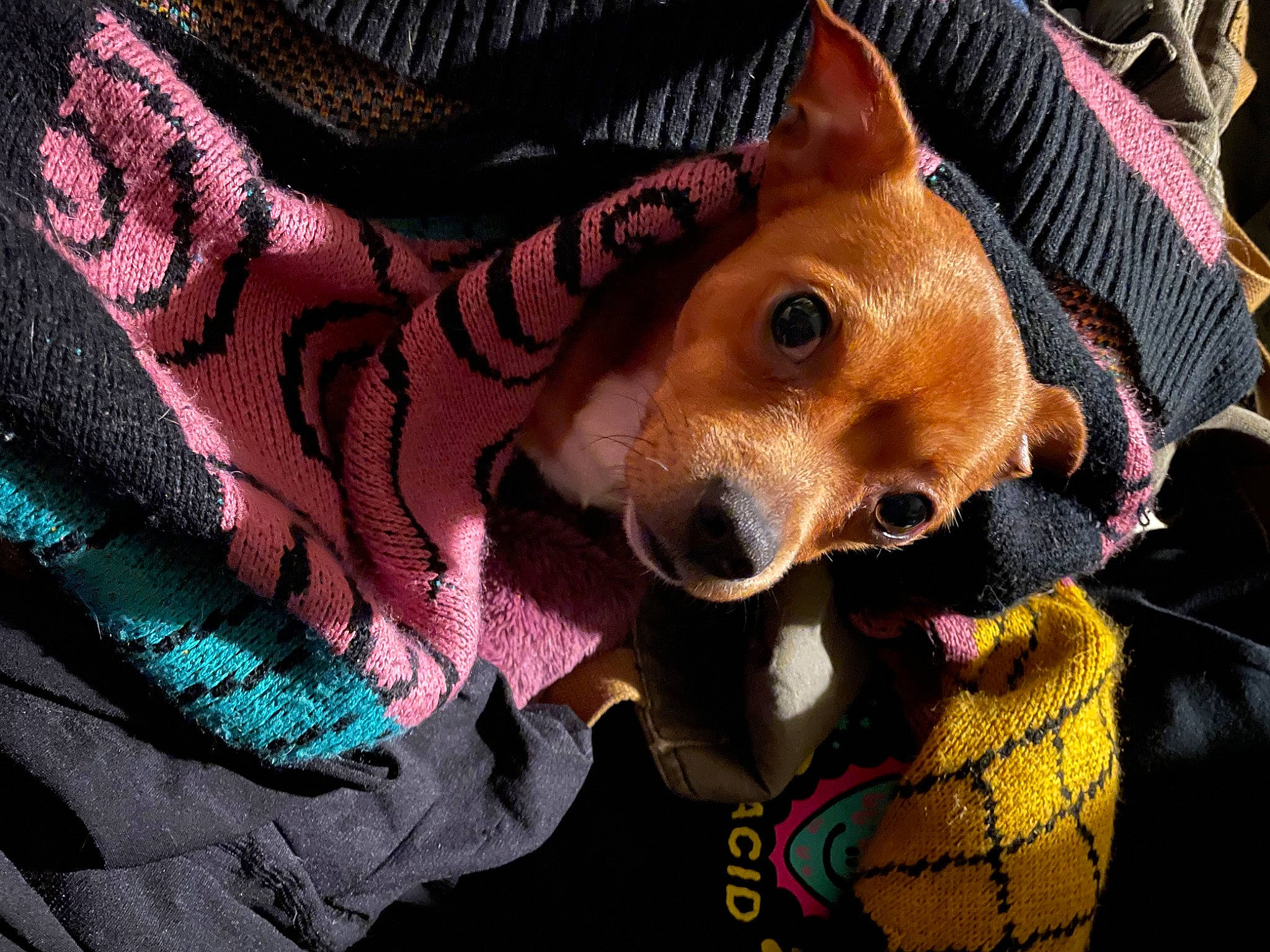 Gordo is registered to the contest to win money with this photo: canidae, carnivore, collar, companion_dog, dog, dog_breed, dog_supply, ear, fashion_accessory, fawn, fur, jaw, magenta, pattern, pet_supply, selfie, snout, sporting_group, whiskers, working_animal