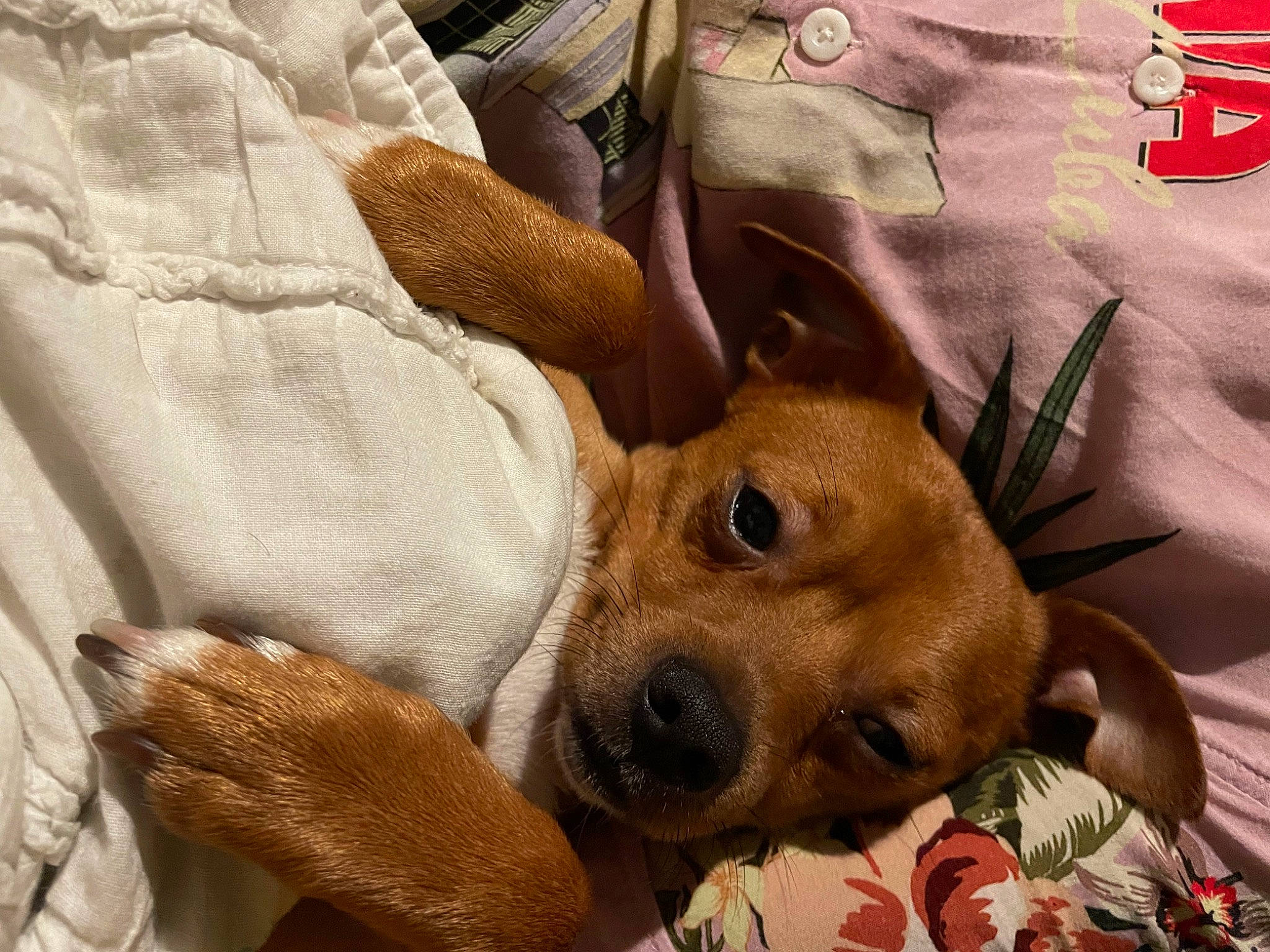 Gordo is registered to the contest to win money with this photo: canidae, carnivore, clock, comfort, companion_dog, dog, dog_breed, fawn, fur, linens, non_sporting_group, paw, snout, sporting_group, toy_dog, watch, whiskers, working_animal