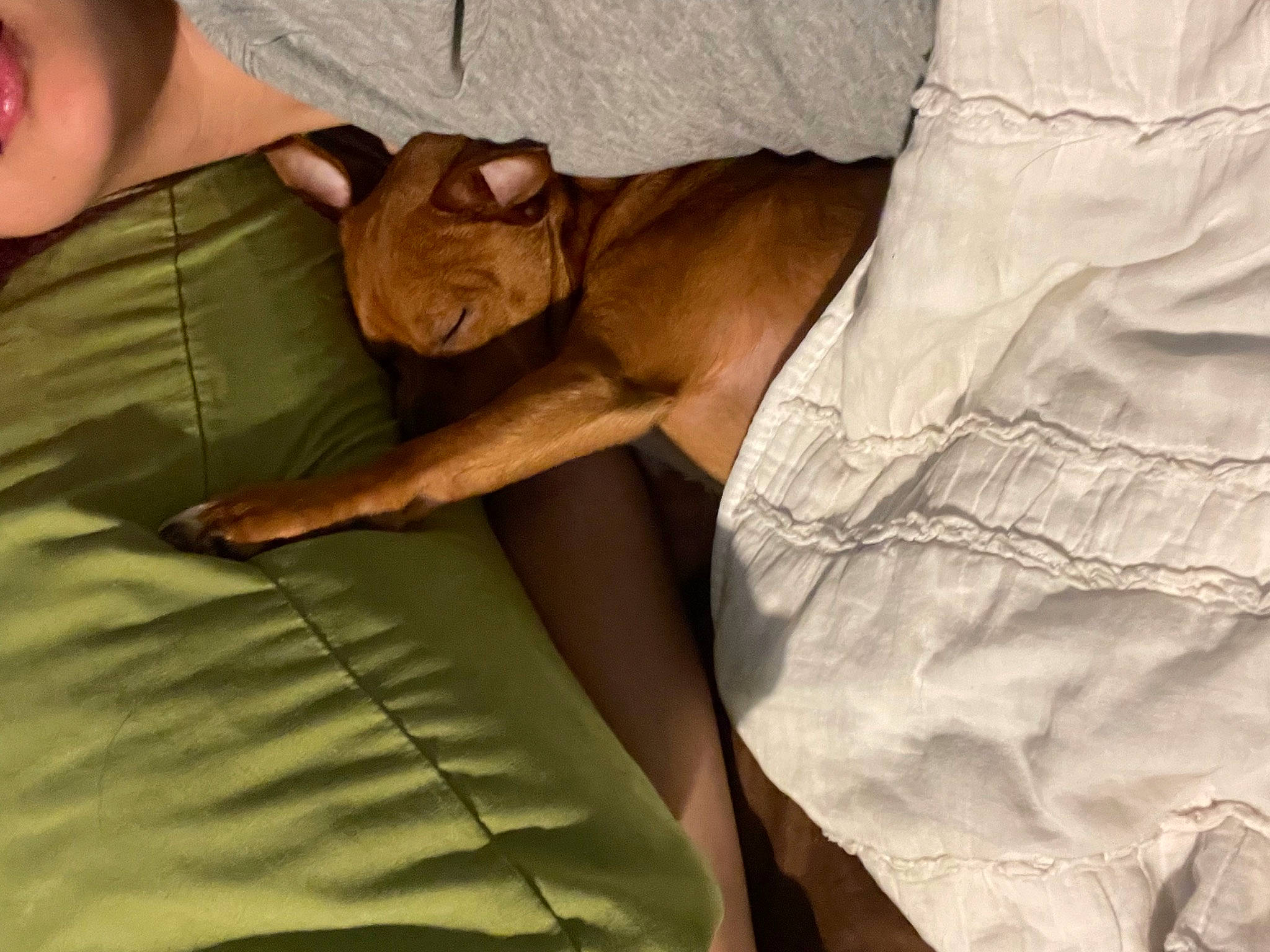 Gordo joined the competition — help win amazing prizes! abdomen, bed, bedding, comfort, elbow, felidae, gesture, human_body, human_leg, knee, linens, nail, sleeve, t_shirt, thigh, toddler, trunk, wood, wrinkle, wrist