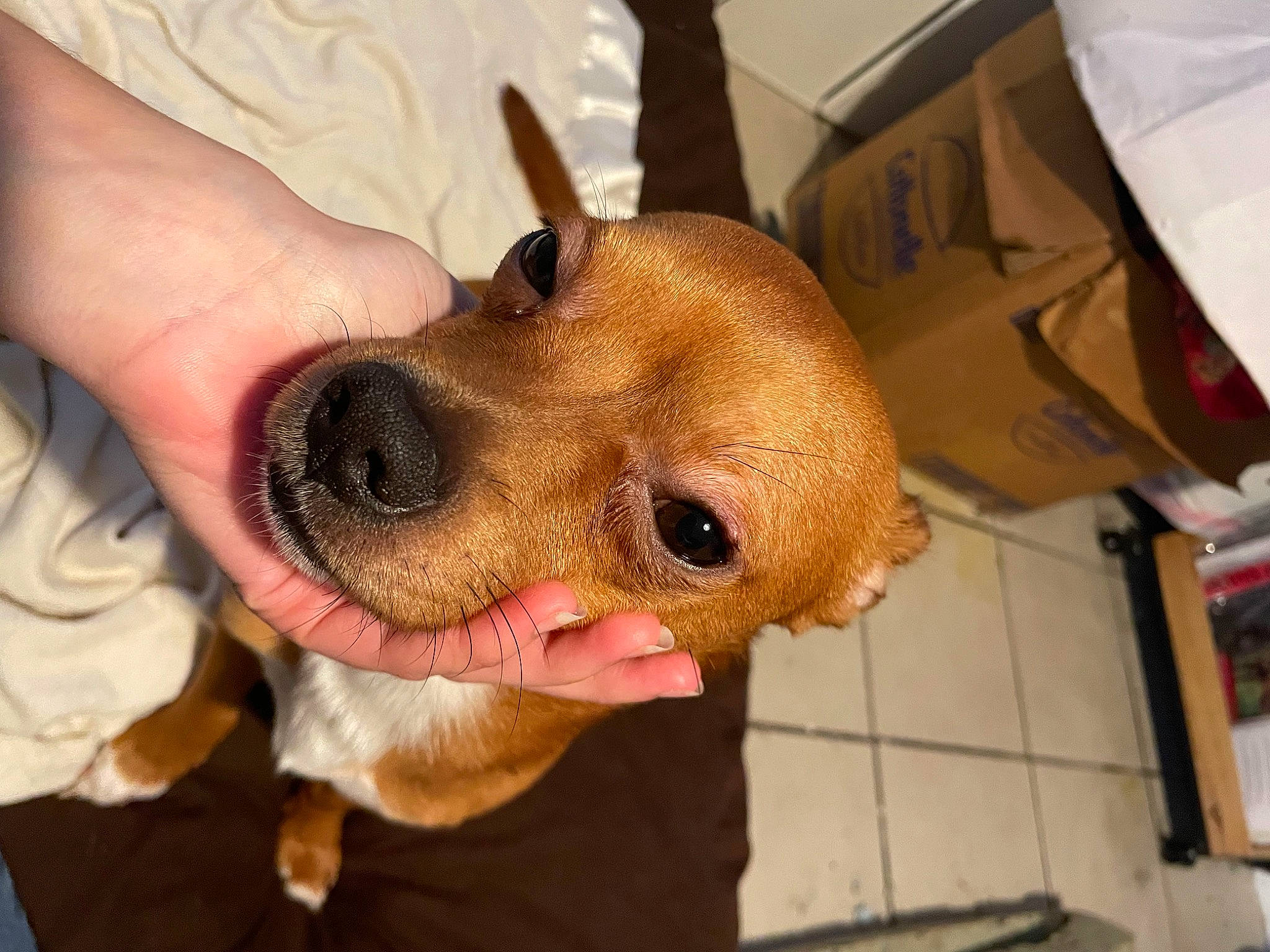 Gordo joined the competition — help win amazing prizes! carnivore, collar, companion_dog, dog, dog_breed, dog_clothes, ear, eyewear, fawn, fur, gesture, glasses, liver, selfie, shipping_box, snout, sunglasses, toy_dog, whiskers, working_animal