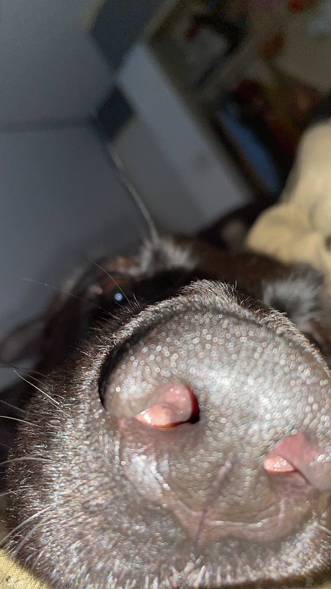 Bailey is registered to the contest to win money with this photo: beard, canidae, claw, close_up, dog_breed, ear, eyelash, fang, fawn, fur, liver, livestock, marsupial, nose, paw, snout, suidae, terrestrial_animal, whiskers, working_animal