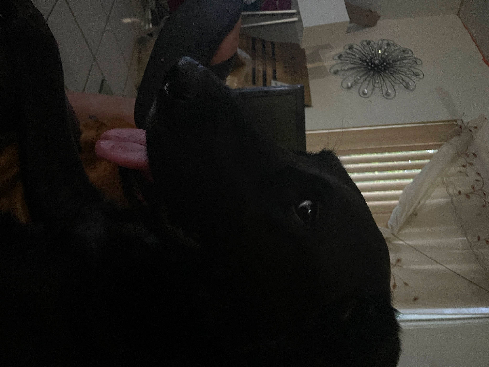 Bailey is registered to the contest to win money with this photo: automotive_design, black_cat, comfort, darkness, dog_breed, domestic_short_haired_cat, event, felidae, fur, gesture, helmet, mechanical_fan, personal_protective_equipment, room, shadow, sitting, small_to_medium_sized_cats, sporting_group, tail, whiskers