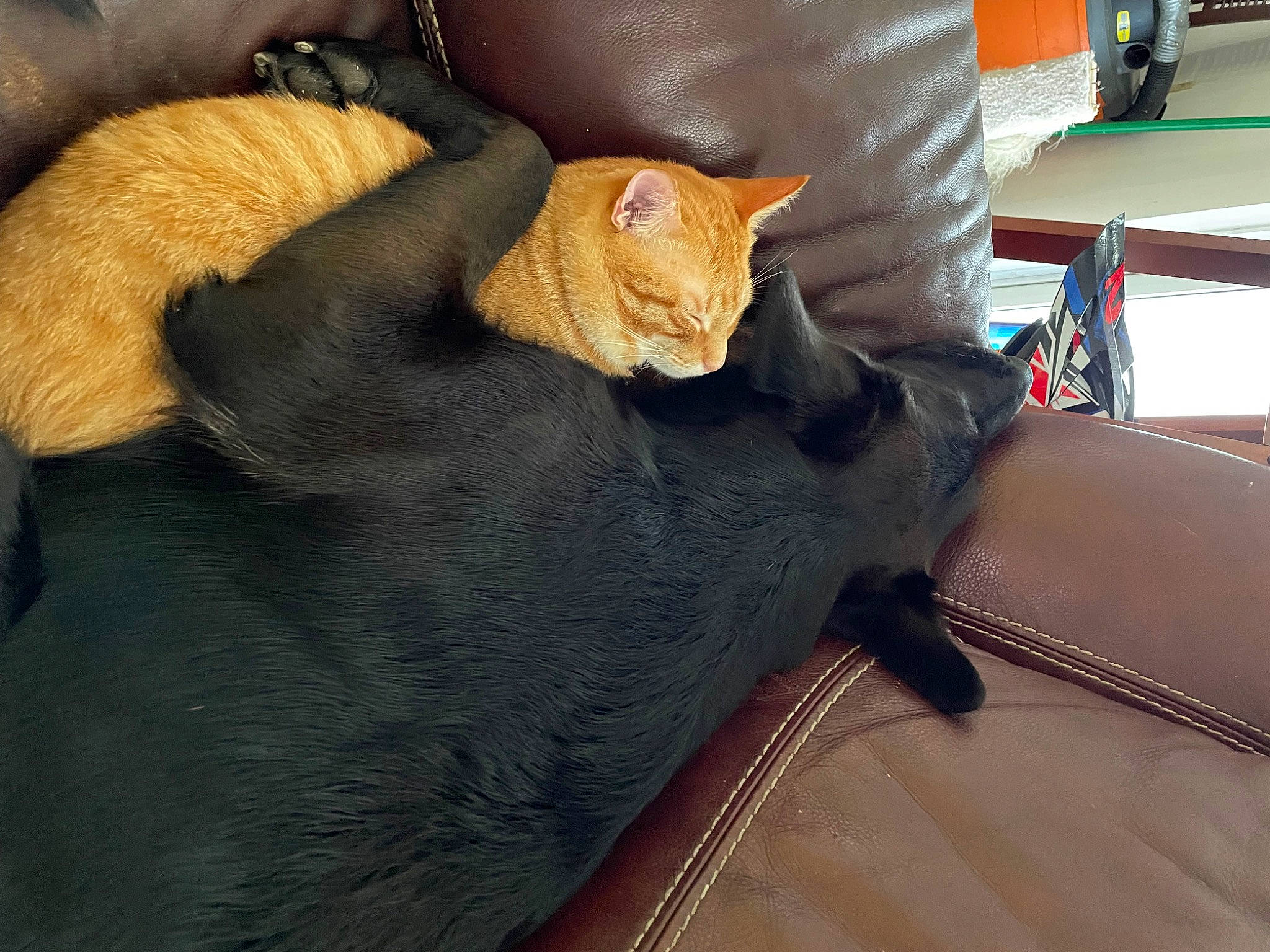 Bailey joined the competition — help win amazing prizes! black_cat, bombay, carnivore, cat, claw, comfort, domestic_short_haired_cat, fawn, felidae, fur, furniture, human_leg, linens, paw, small_to_medium_sized_cats, snout, tail, thread, whiskers, wood