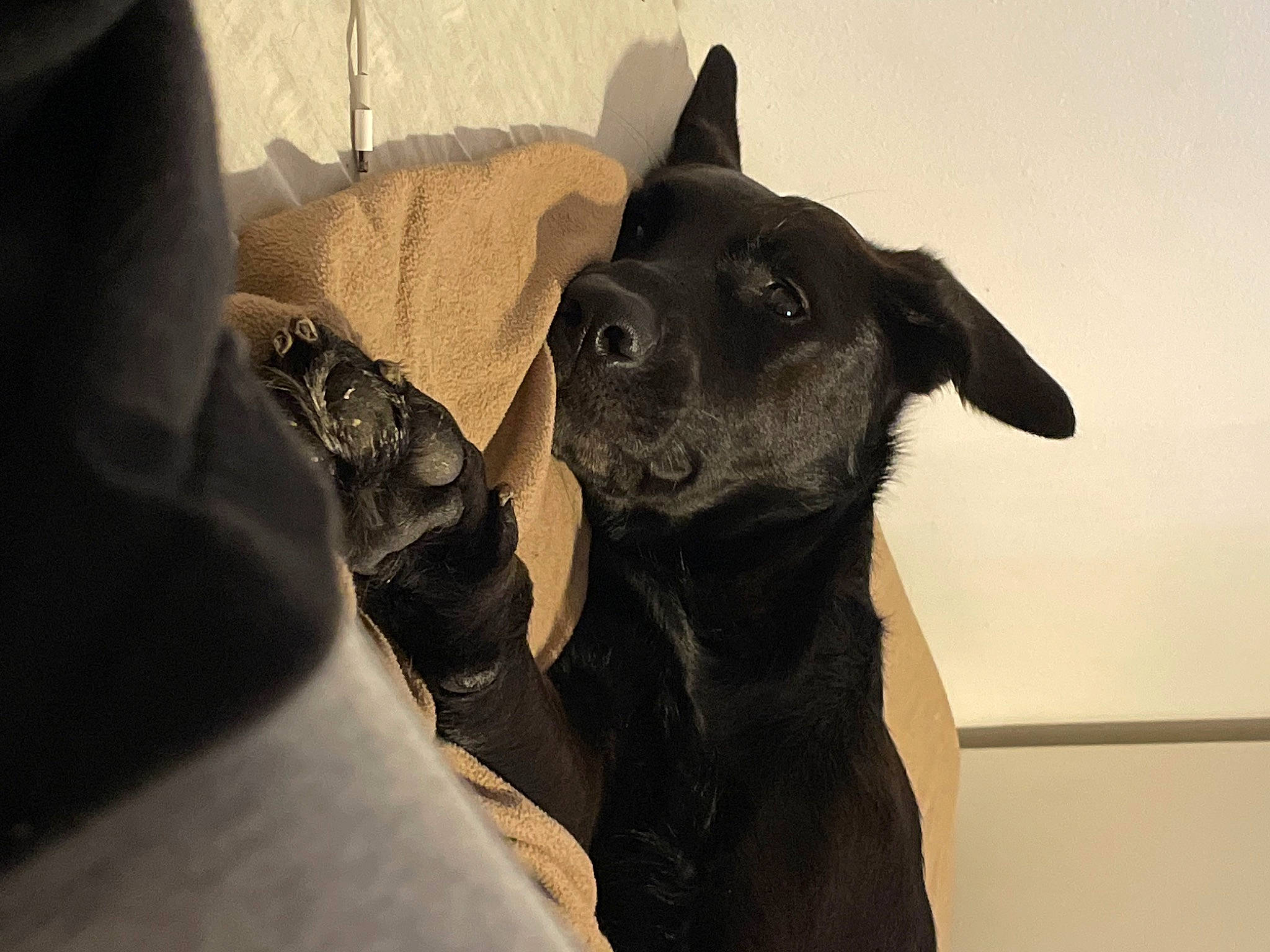 Bailey is registered to the contest to win money with this photo: borador, canidae, carnivore, comfort, companion_dog, dog, dog_breed, dog_collar, ear, fawn, fur, gesture, guard_dog, jaw, personal_protective_equipment, snout, sporting_group, toy_dog, whiskers, working_animal