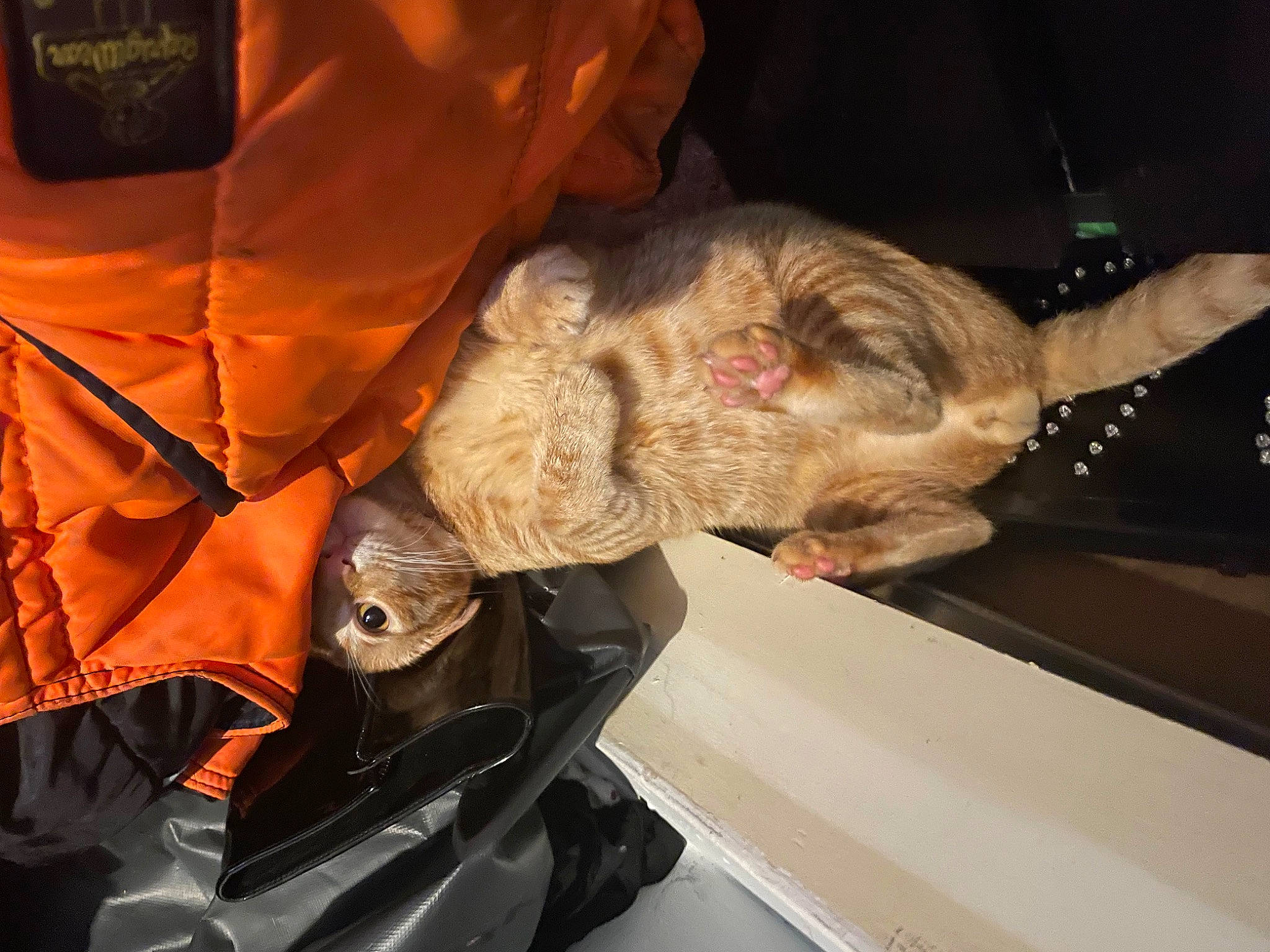 Garfield joined the competition — help win amazing prizes! auto_part, automotive_exterior, automotive_lighting, canidae, carnivore, comfort, companion_dog, dog, dog_breed, fur, lap, liver, personal_protective_equipment, sporting_group, vehicle_door, wrinkle