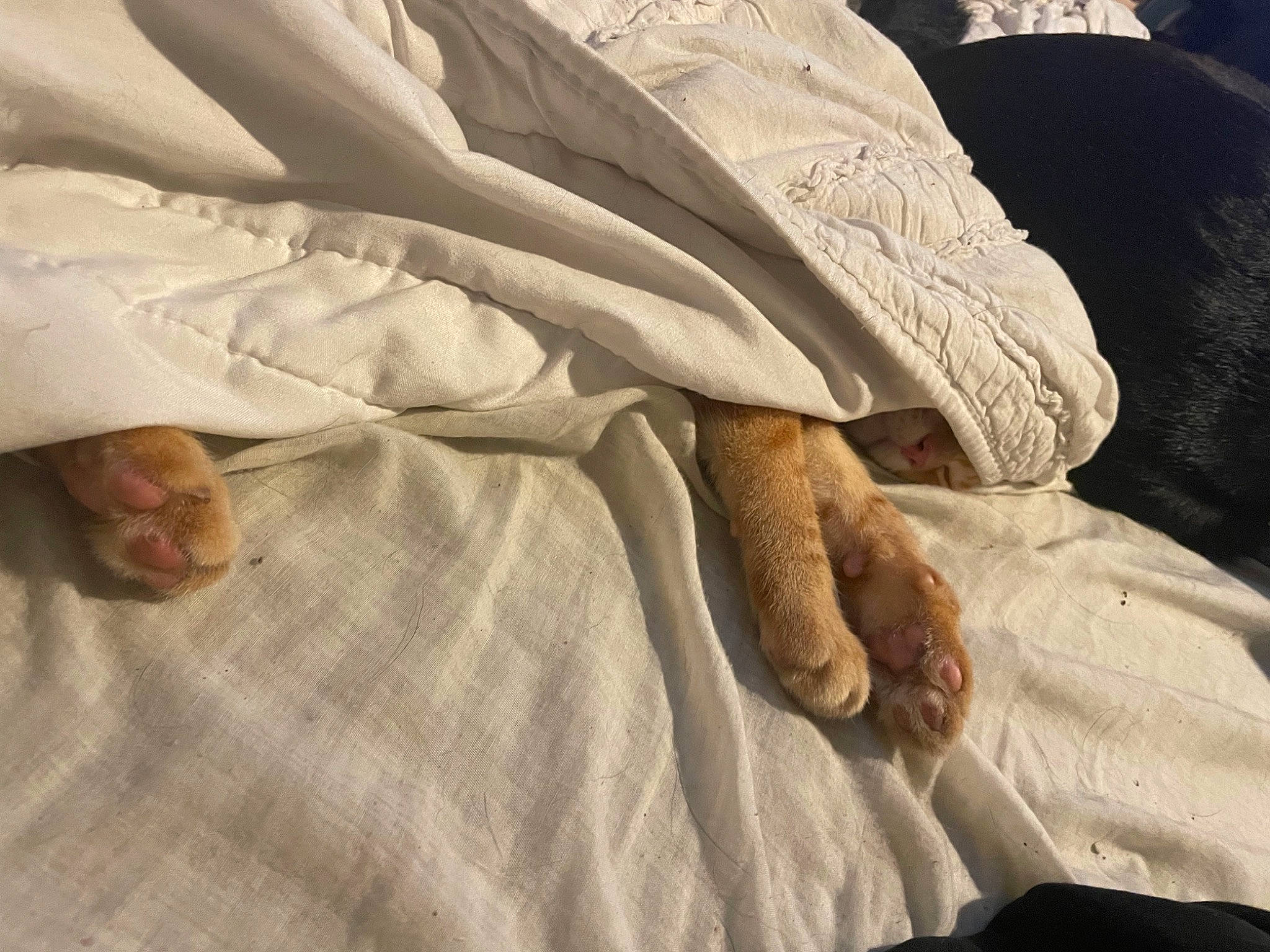 Garfield joined the competition — help win amazing prizes! bed, bed_sheet, bedding, bedroom, beige, blanket, brown, child, comfort, duvet, fur, grey, human_leg, linens, pattern, room, sleeve, textile, tints_and_shades, wood