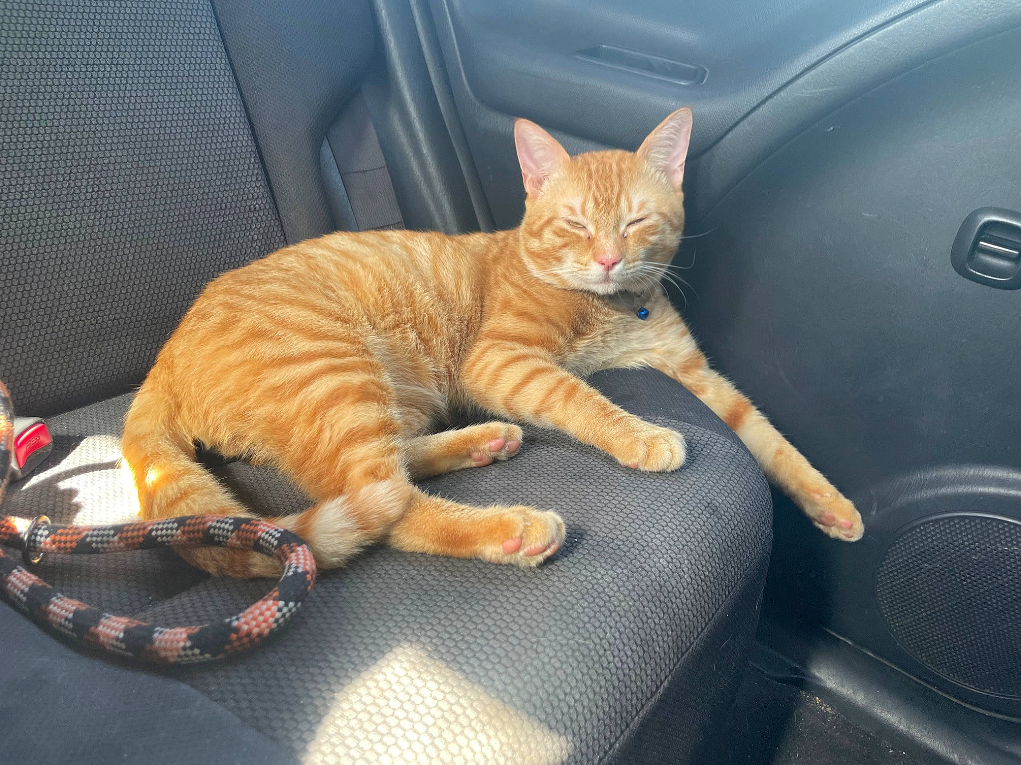 Garfield is registered to the contest to win money with this photo: automotive_design, automotive_lighting, automotive_tire, carnivore, cat, comfort, domestic_short_haired_cat, felidae, fender, fur, gas, hood, motor_vehicle, orange, rim, sitting, small_to_medium_sized_cats, tail, vehicle_door, whiskers