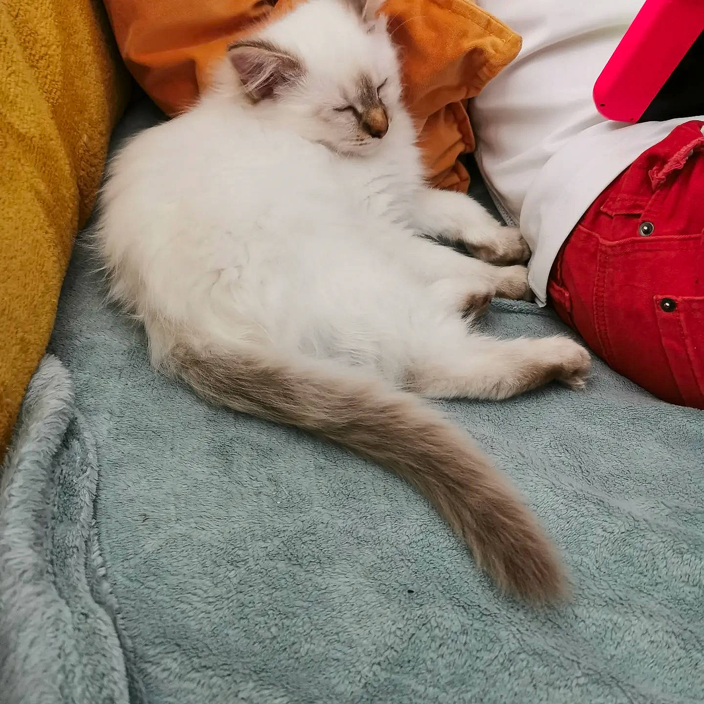 Tao participe au concours pour gagner de l'argent avec cette photo : bag, carmine, carnivore, cat, claw, comfort, companion_dog, domestic_short_haired_cat, fawn, felidae, fur, grey, human_leg, luggage_and_bags, nap, paw, small_to_medium_sized_cats, tail, whiskers, wood