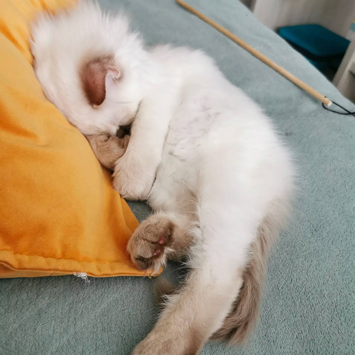 Tao participe au concours pour gagner de l'argent avec cette photo : carnivore, cat, claw, comfort, domestic_short_haired_cat, fawn, felidae, flooring, foot, fur, nap, paw, road_surface, small_to_medium_sized_cats, snout, tail, whiskers