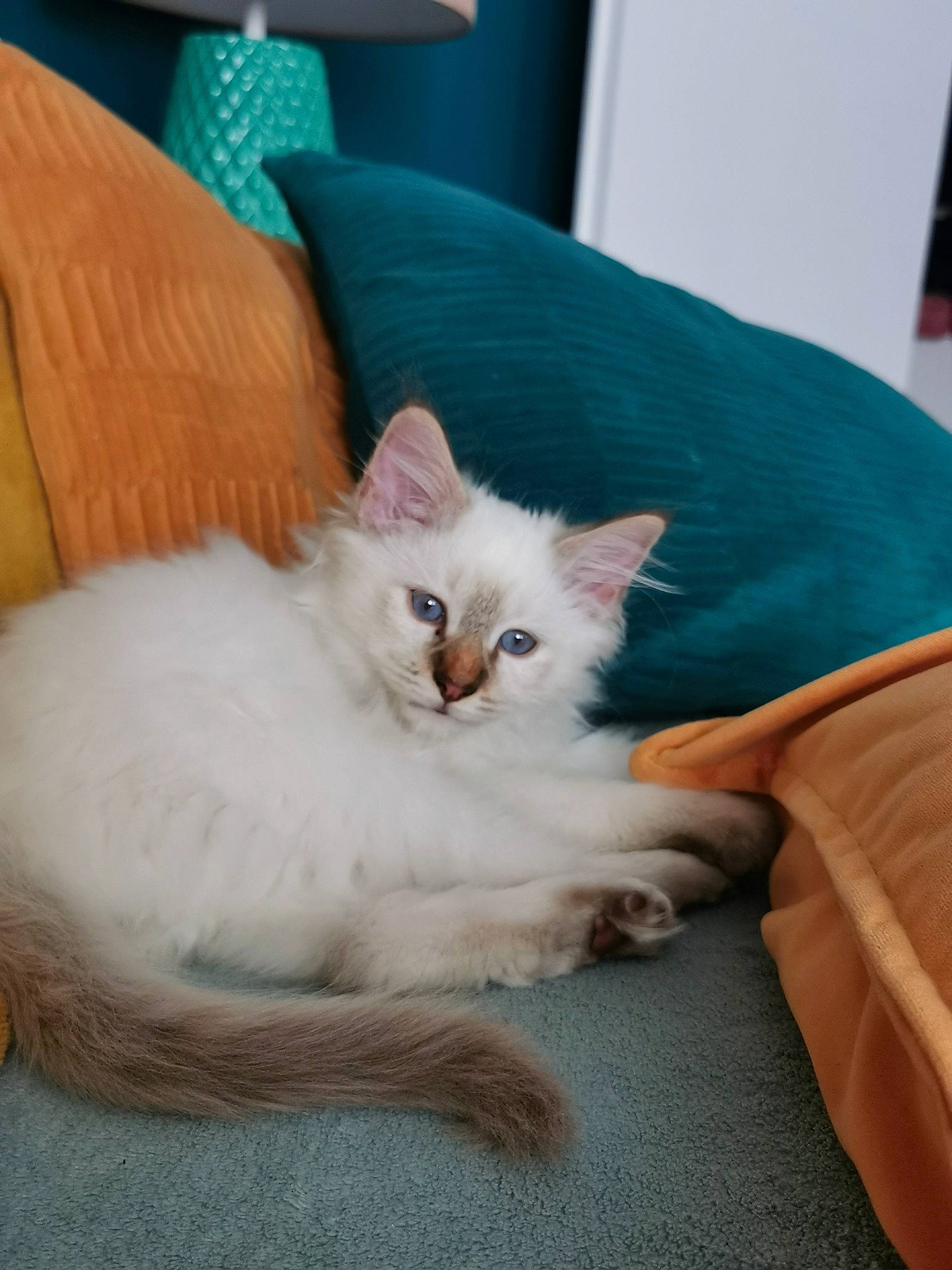 Tao a rejoint le concours — aidez-le/la à gagner de superbes lots ! carnivore, cat, cat_supply, claw, comfort, domestic_short_haired_cat, eye, fang, fawn, felidae, foot, fur, iris, paw, room, sitting, small_to_medium_sized_cats, snout, tail, whiskers