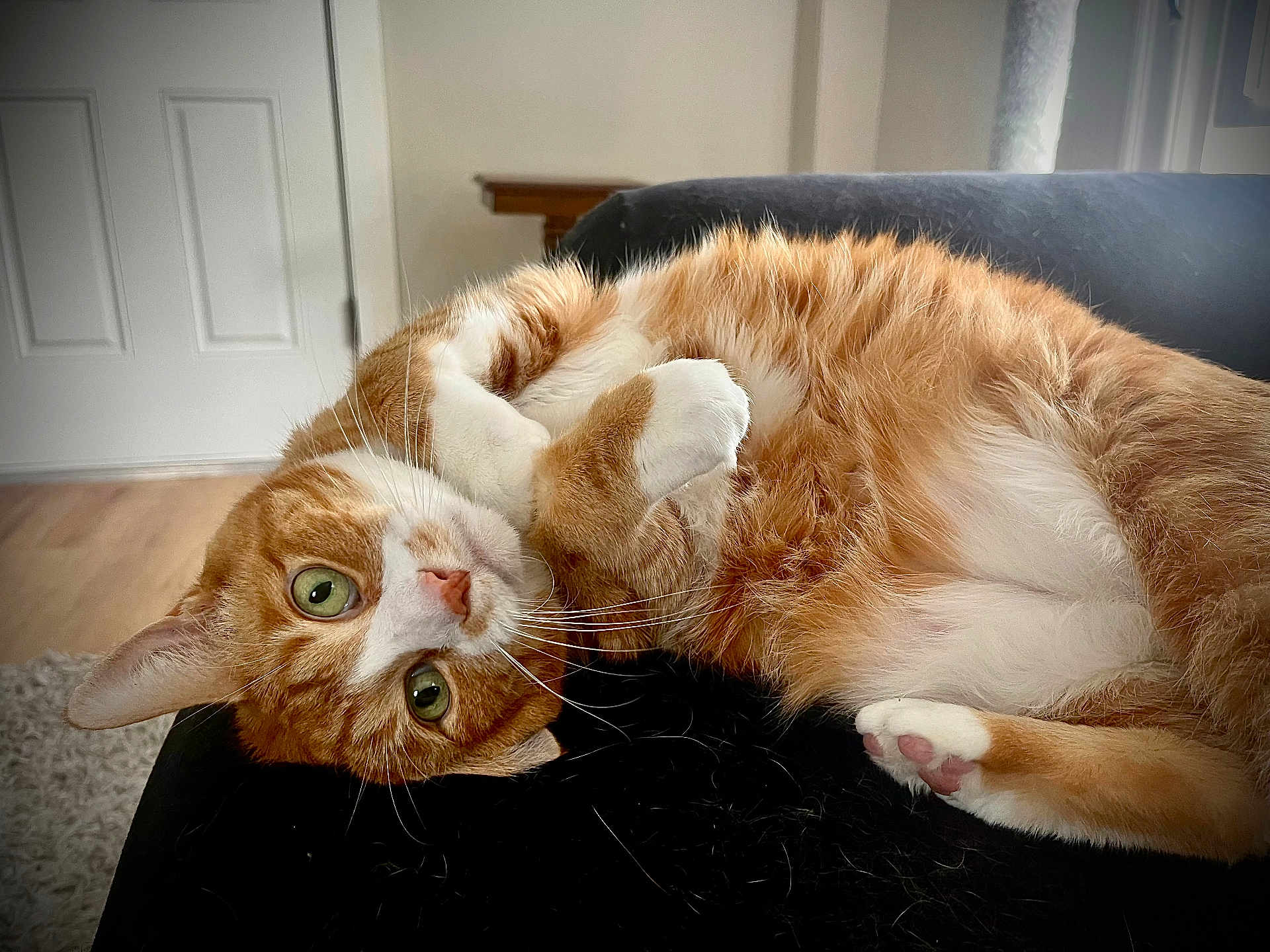 George joined the competition — help win amazing prizes! cat, ginger_cat, domestic_cat, pet, feline, green_eyes, paw, belly, fur, whiskers, couch, indoor, home, relaxed, playful, portrait, closeup, upholstery, hardwood_floor, door
