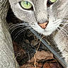animal_face, animal_portrait, cat, close_up, curious, eye_reflection, feline, green_eyes, grey_cat, hollow, leaves, natural_light, nature, nose, outdoor, texture, tree_trunk, twigs, whiskers, wildlife