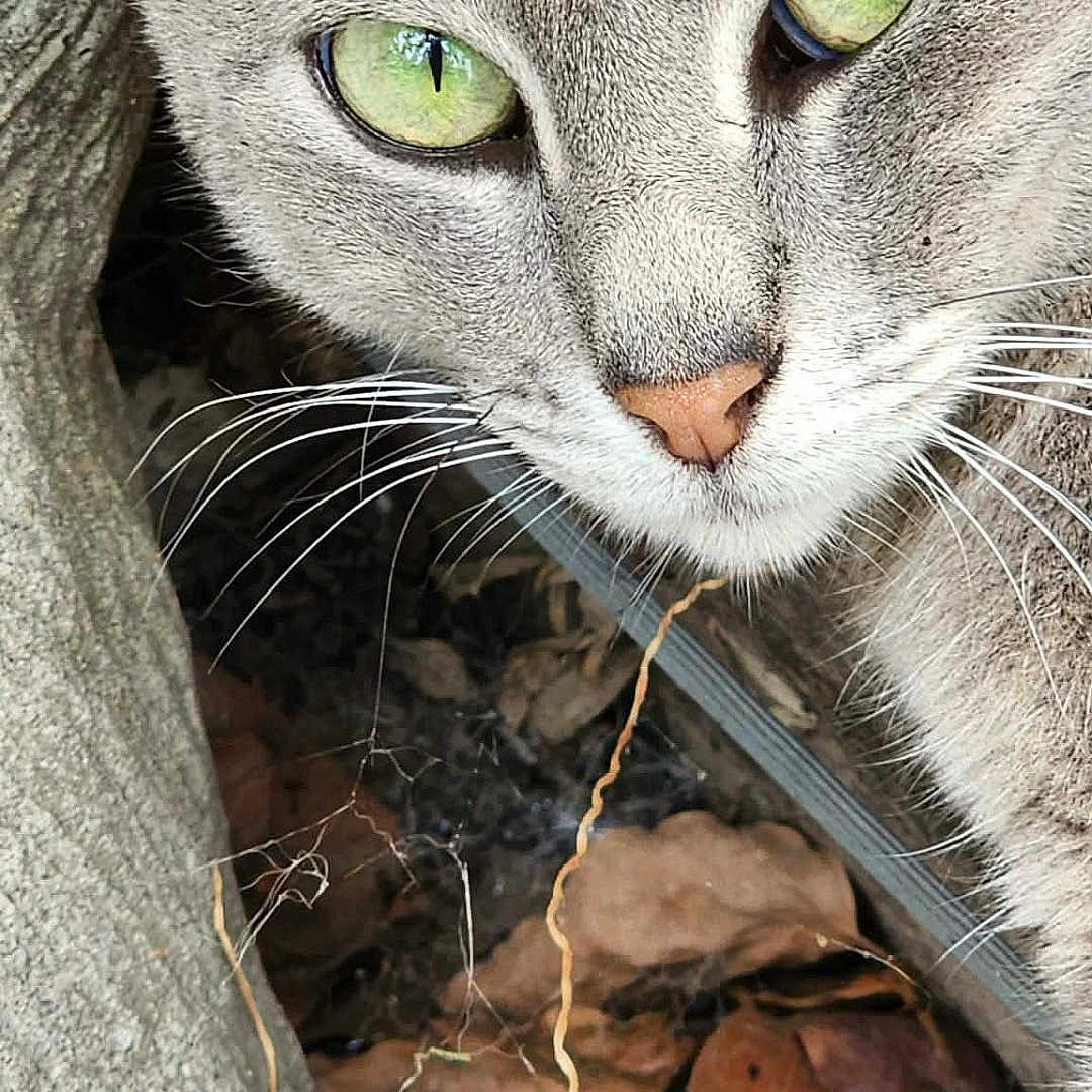 Griza joined the competition — help win amazing prizes! animal_face, animal_portrait, cat, close_up, curious, eye_reflection, feline, green_eyes, grey_cat, hollow, leaves, natural_light, nature, nose, outdoor, texture, tree_trunk, twigs, whiskers, wildlife