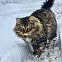 cat, tabby_cat, snow, outdoor, animal, fluffy, walking, green_eyes, winter, fur, nature, path, curious, pet, mammal, whiskers, wildlife, feline, cold, closeup
