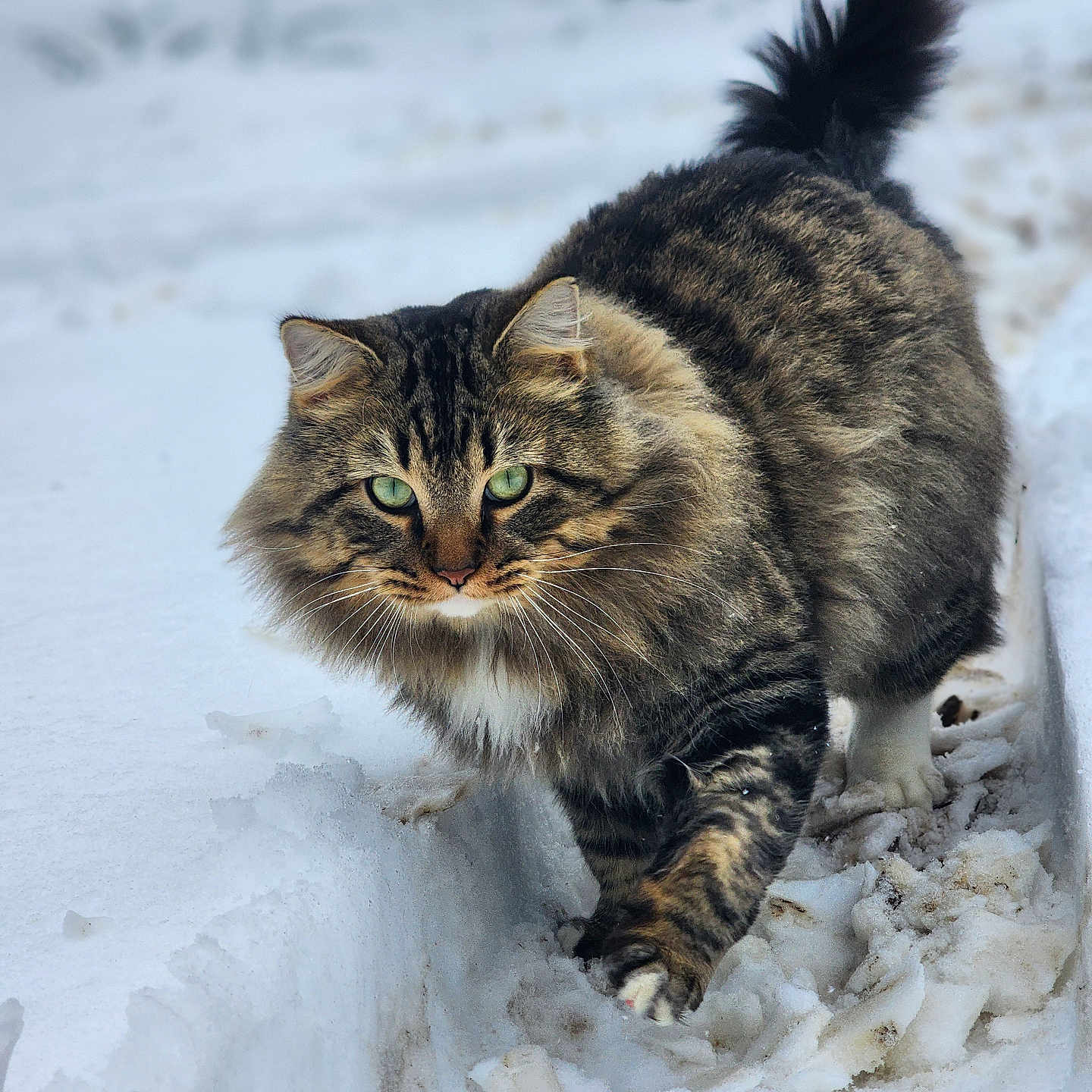 Fluffy joined the competition — help win amazing prizes! animal, cat, closeup, cold, curious, feline, fluffy, fur, green_eyes, mammal, nature, outdoor, path, pet, snow, tabby_cat, walking, whiskers, wildlife, winter