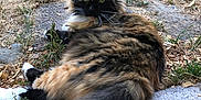 Fuzzy is registered to the contest to win money with this photo: animal, calm, cat, closeup, feline, fluffy, fur, grass, green_eyes, ground, laying_down, looking, nature, outdoor, pet, relaxed, rug, sunlight, tail, whiskers