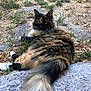 Fuzzy is registered to the contest to win money with this photo: cat, fluffy, outdoor, grass, rug, relaxed, animal, pet, feline, nature, green_eyes, tail, fur, laying_down, looking, closeup, ground, whiskers, calm, sunlight