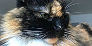 Fuzzy is registered to the contest to win money with this photo: cat, tortoiseshell, fur, whiskers, green_eyes, ear, wooden_surface, indoor, closeup, pet, animal, relaxed, portrait, feline, long_hair, calm, home, soft_light, background_blur, decorative_lamp