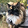 Fuzzy joined the competition — help win amazing prizes! cat, calico, long_hair, green_eyes, animal, pet, outdoor, wood, feline, fluffy, portrait, relaxed, nature, whiskers, closeup, sitting, soft_focus, cute, domestic_animal, calm