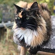 Fuzzy joined the competition — help win amazing prizes! cat, calico, fluffy, green_eyes, animal, pet, outdoor, nature, fur, whiskers, closeup, resting, wood, bench, portrait, cute, mammal, feline, relaxed, daylight