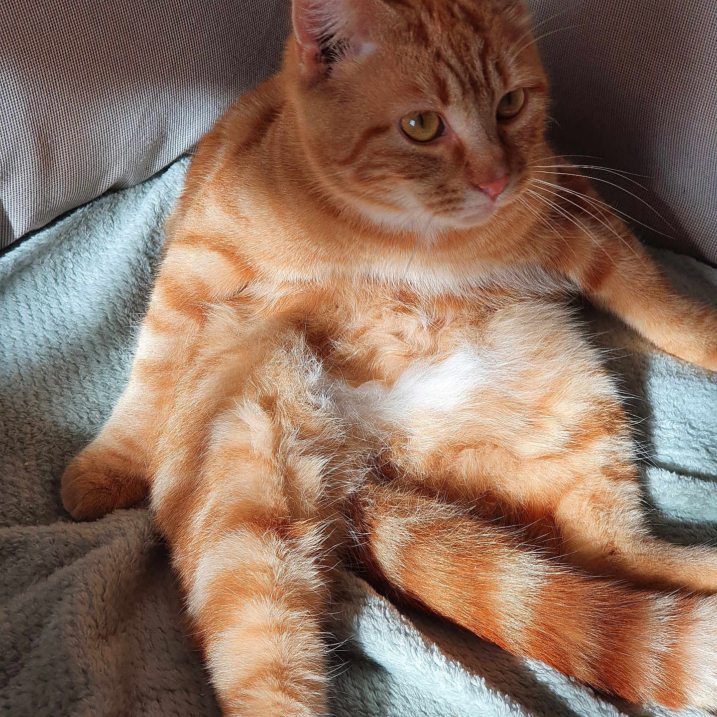 Diego a rejoint le concours — aidez-le/la à gagner de superbes lots ! abyssinian, animal, armchair, bed, blanket, cat, chair, couch, cushion, furniture, hardwood, homedecor, kitten, manx, person, pet, siamese, sleeping, wood