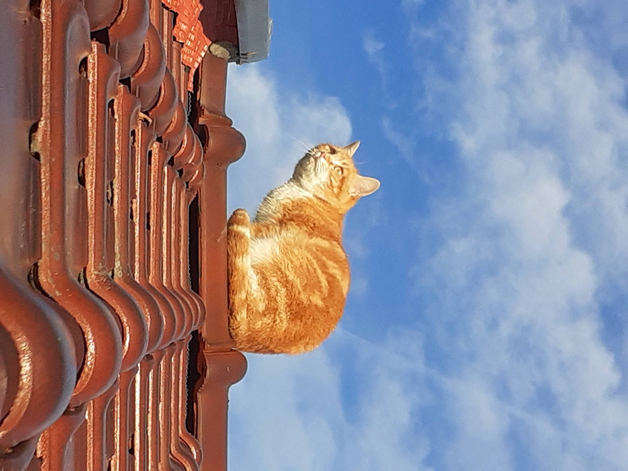 Canelle participe au concours pour gagner de l'argent avec cette photo : art, azure, brick, brickwork, building, carving, cat, cloud, cumulus, electric_blue, facade, felidae, metal, pattern, sculpture, sky, small_to_medium_sized_cats, tints_and_shades, wood, wood_stain