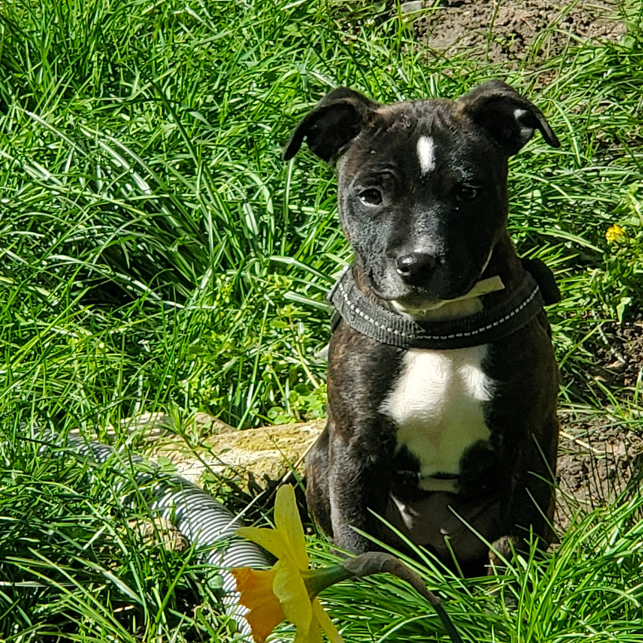 Bianca participe au concours pour gagner de l'argent avec cette photo : borador, canidae, carnivore, collar, companion_dog, dog, dog_breed, dog_collar, fawn, grass, grassland, groundcover, hierochloe, pasture, plant, snout, sporting_group, terrestrial_animal, whiskers, working_animal