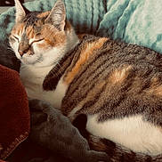 Biloute a rejoint le concours — aidez-le/la à gagner de superbes lots ! cat, tabby_cat, sleeping, blanket, cozy, indoor, pet, feline, fur, resting, candle, decor, soft_texture, closeup, comfortable, relaxed, home, animal, cute, peaceful