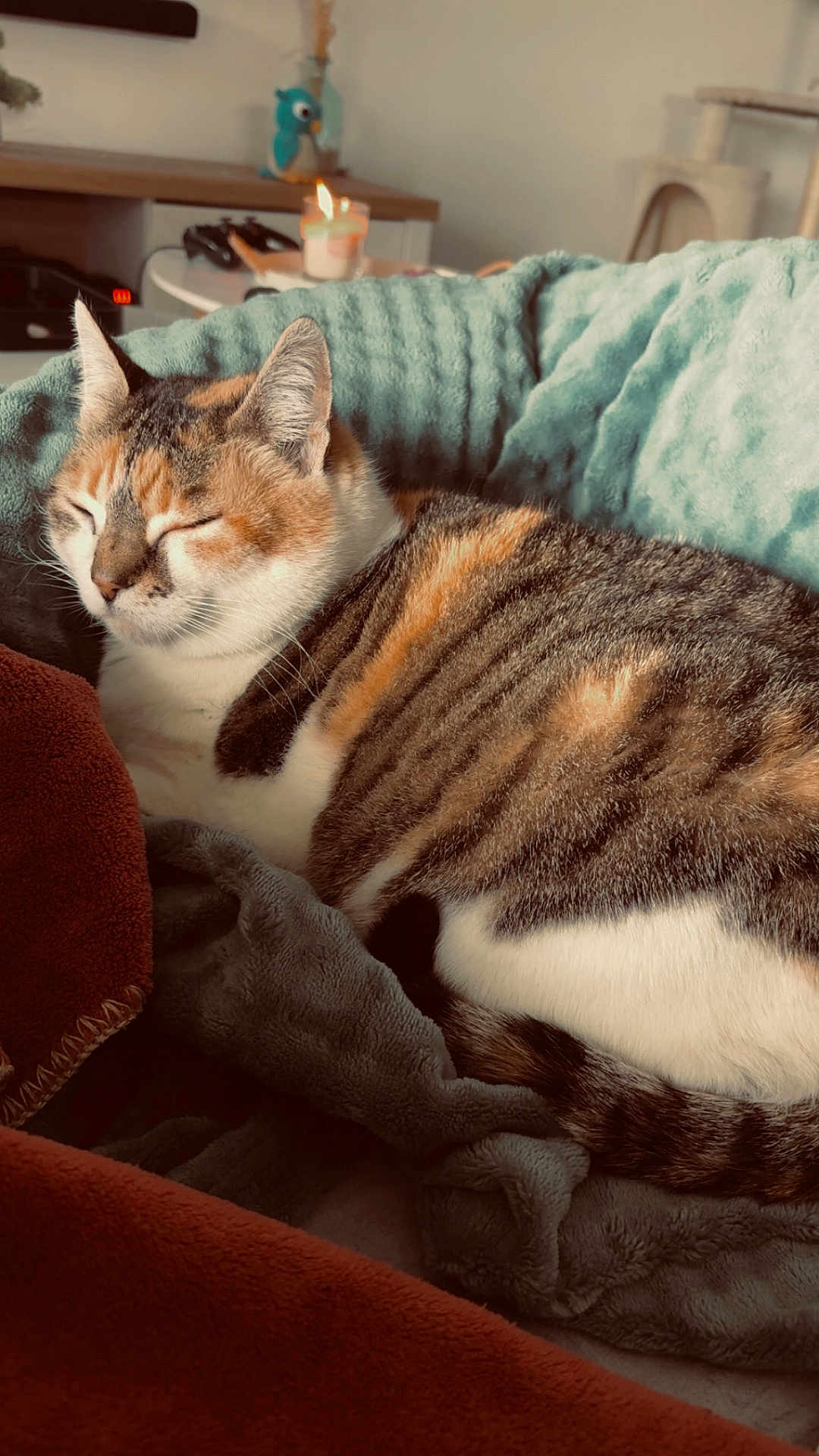 Biloute a rejoint le concours — aidez-le/la à gagner de superbes lots ! cat, tabby_cat, sleeping, blanket, cozy, indoor, pet, feline, fur, resting, candle, decor, soft_texture, closeup, comfortable, relaxed, home, animal, cute, peaceful