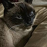 Oscar joined the competition — help win amazing prizes! cat, siamese_cat, pet, animal, feline, closeup, portrait, bed, bedding, resting, fur, whiskers, ears, indoor, cozy, soft_light, dark_background, comfort, sleepy, cute