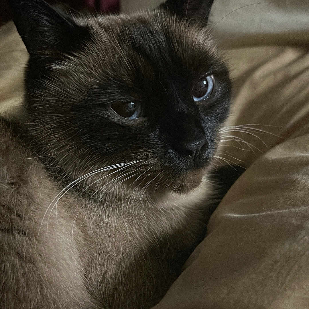 Oscar joined the competition — help win amazing prizes! cat, siamese_cat, pet, animal, feline, closeup, portrait, bed, bedding, resting, fur, whiskers, ears, indoor, cozy, soft_light, dark_background, comfort, sleepy, cute