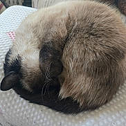 Oscar is registered to the contest to win money with this photo: cat, siamese_cat, curled_up, sleeping, furry, pet, indoor, cushion, white, soft_texture, cozy, whiskers, tail, fur, resting, animal, close_up, relaxing, home, domestic